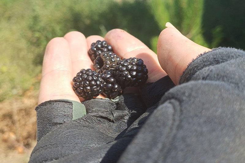 Wild blackberries along the Akçay cycling route near Sapanca