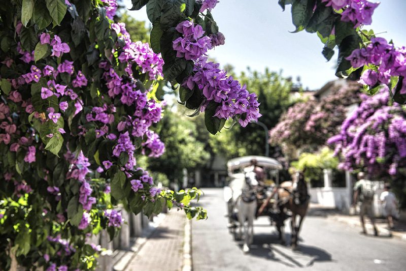 Istanbul Natural Attractions and Coastal Areas